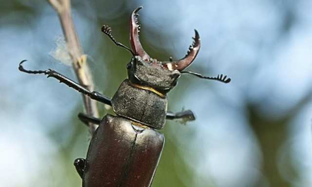 Cet été, signalez la Lucane cerf-volant !